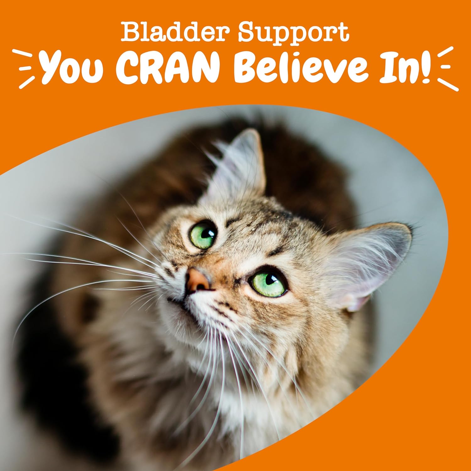 Cat Cranberry Bladder Bites Bacon 60ct