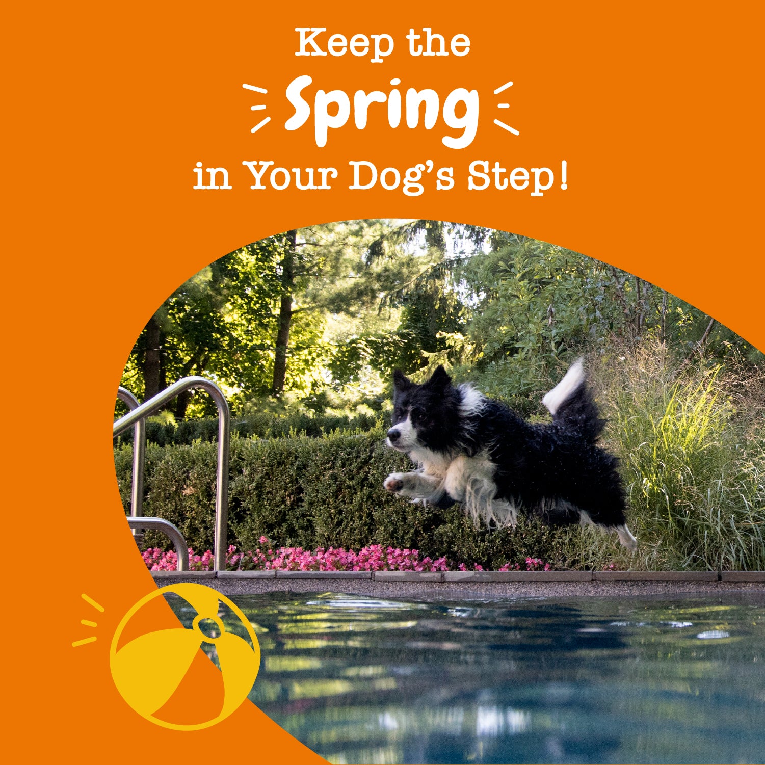 Hip & Joint Mobility Bites for Dogs