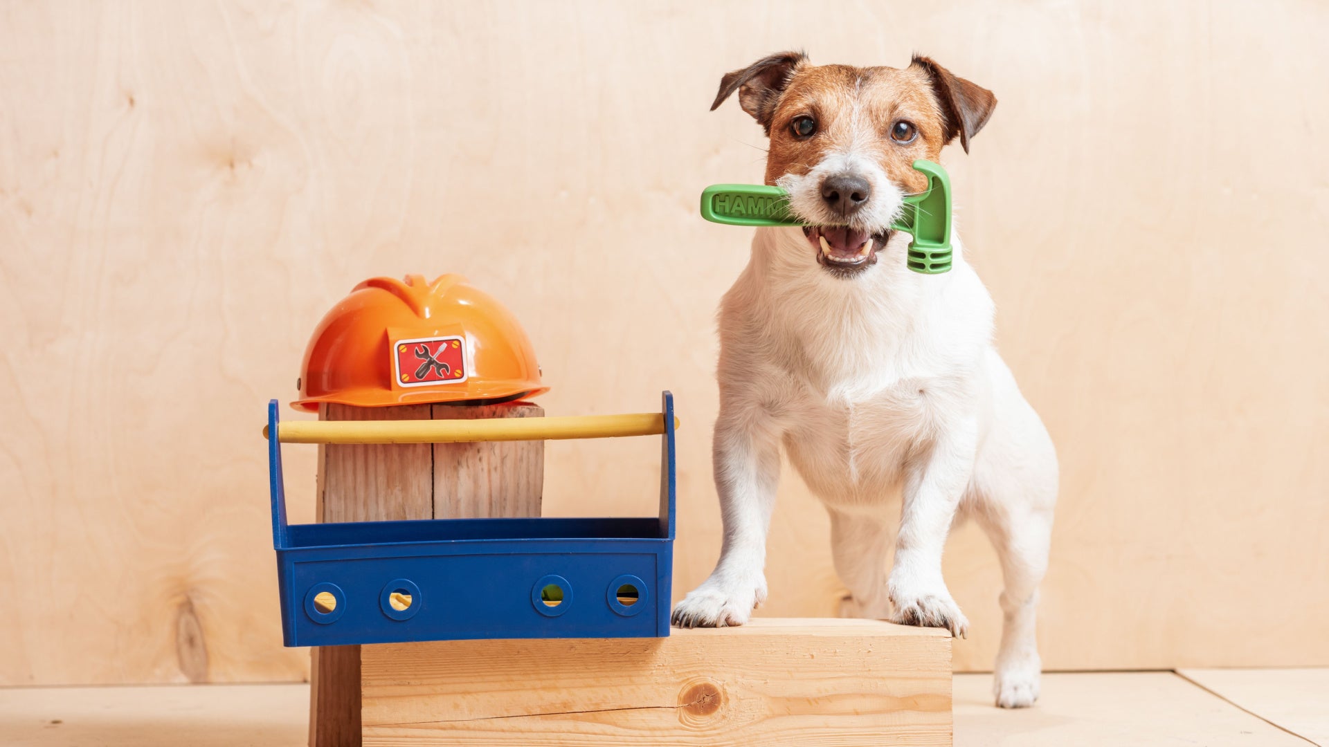 DIY Ideas to Upcycle Your 澳洲幸运10 Zesty Paws Products