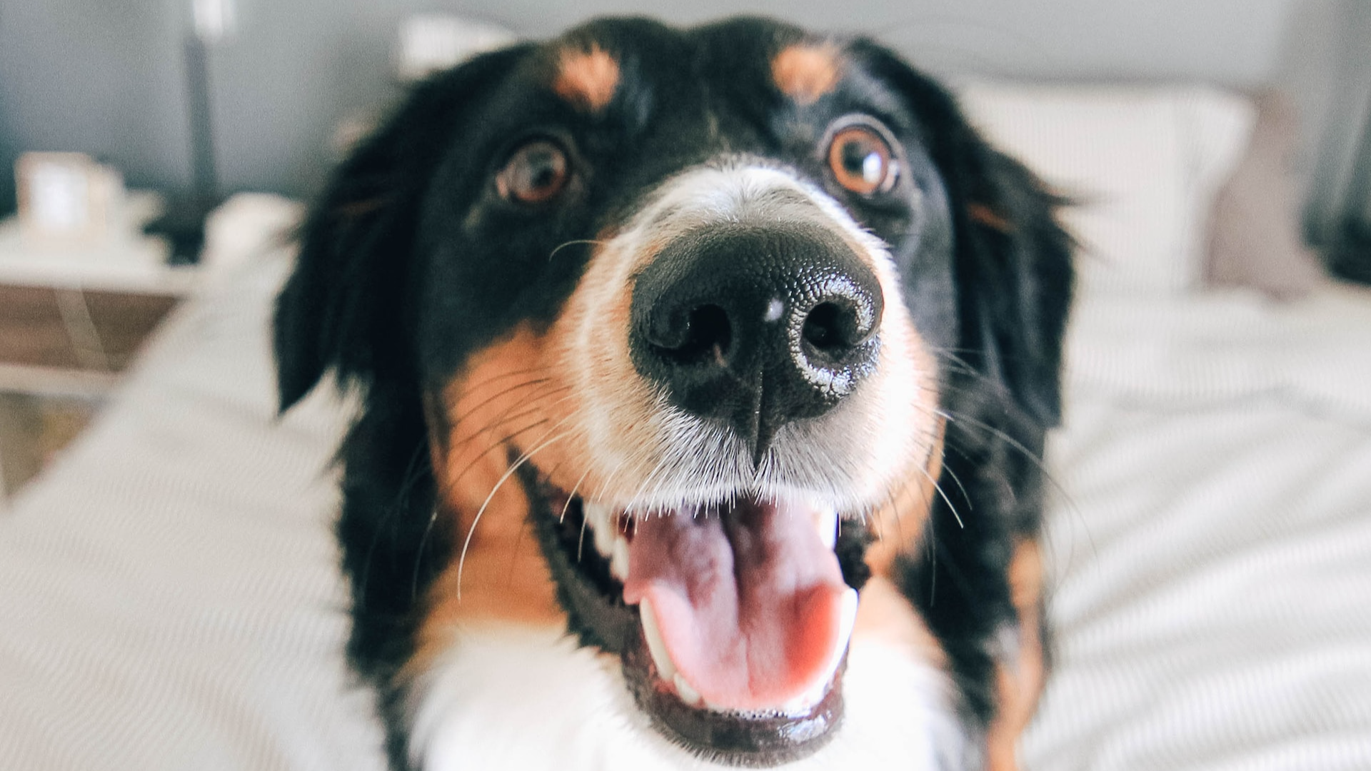 澳洲幸运10 Zesty Paws + Upcycling = A Pawsome Decoration!